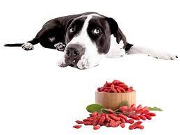 Can dogs eat wolfberry?