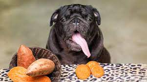 Can dogs eat yam?