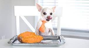 Can dogs eat yam?