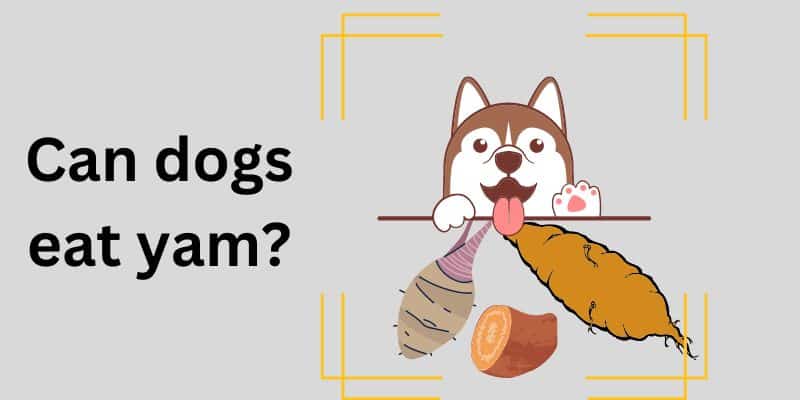 Can dogs eat yam?Signs & Symptoms to Watch For