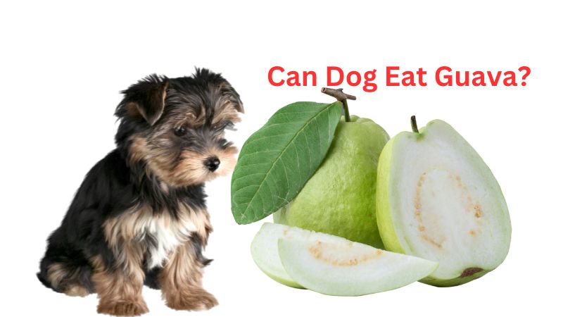 Can Dog Eat Guava