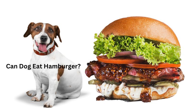 Can Dog Eat Hamburger