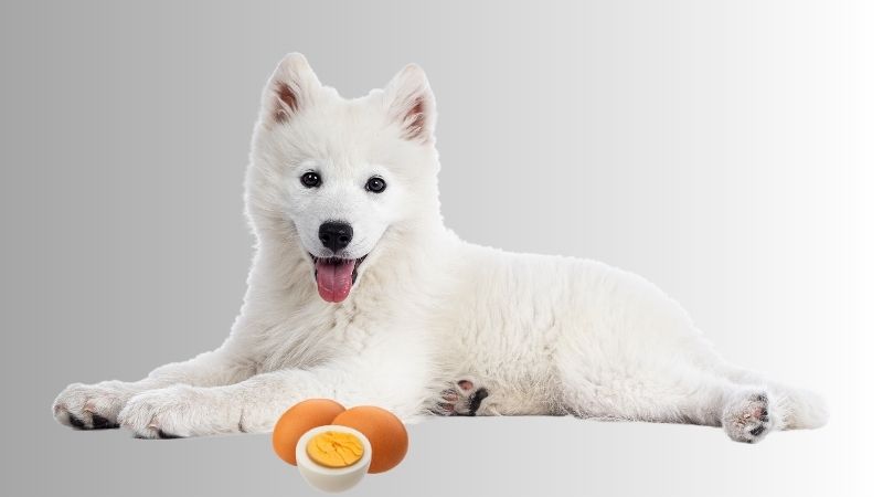 Can Dog Eat Hard-Boiled Egg?