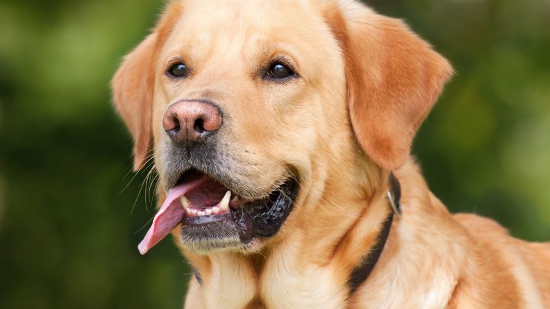 Can Dog Eats Ham Bone?