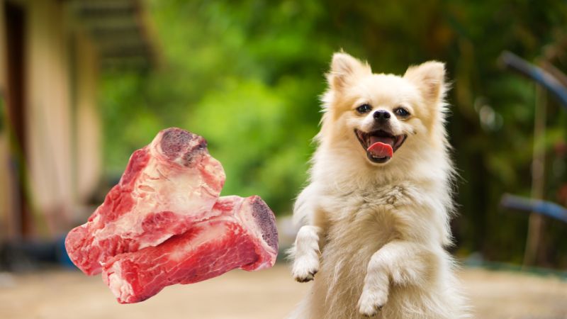Can Dog Eats Ham Bone?