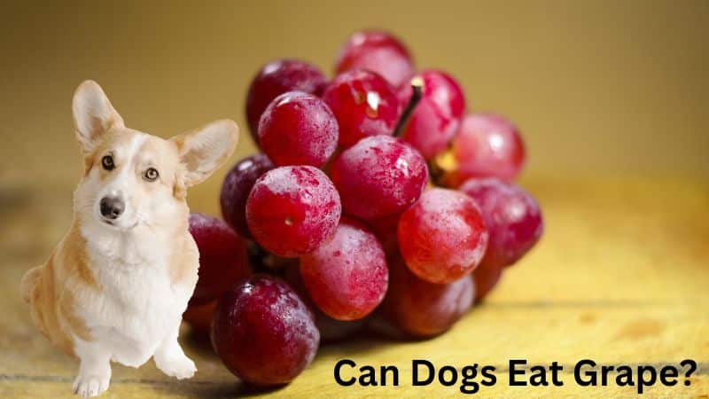 Can Dogs Eat Grape?Vet-Reviewed Risks & Safety Guide