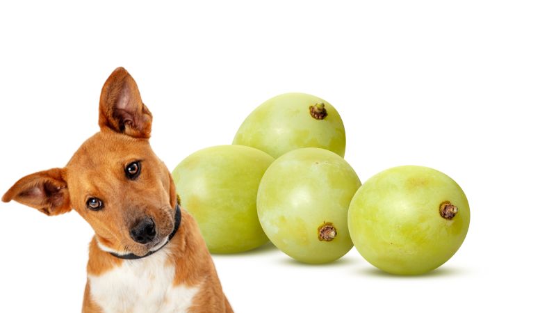 Can Dogs Eat Grape?