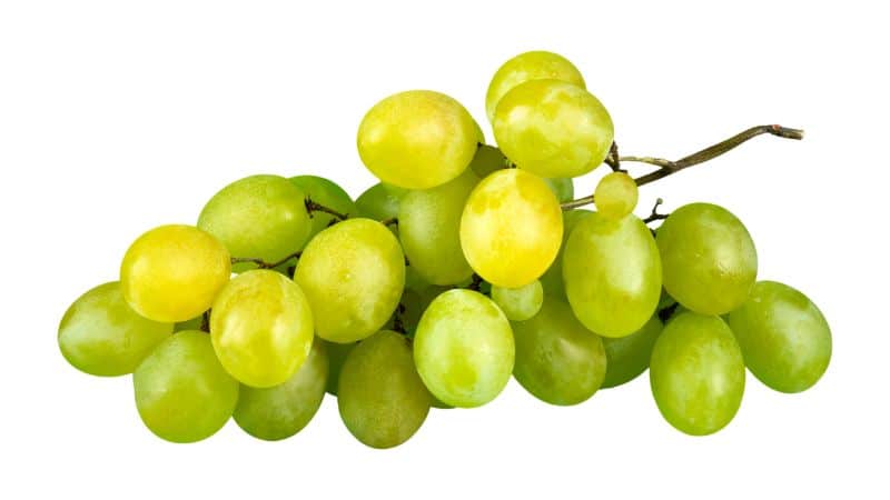 Can Dogs Eat Grape?