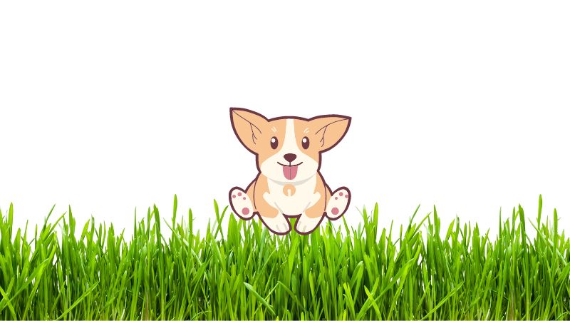 Can Dogs Eat Grass? 
