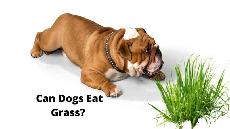 Can Dogs Eat Grass? And when is it not safe for them?