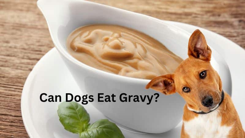 Can Dogs Eat Gravy?Safe Dog Gravy Recipes