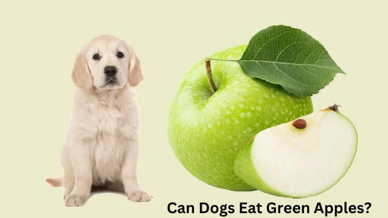 Can Dogs Eat Green Apples?