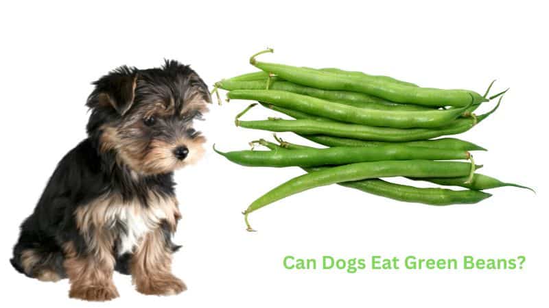 Can Dogs Eat Green Beans?Here’s Everything You Need to Know