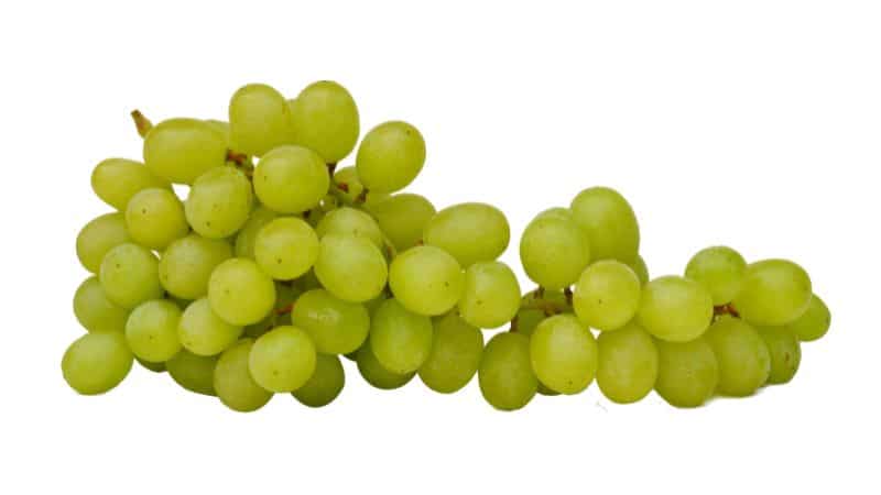 Can Dogs Eat Green Grapes