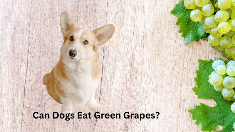 Can Dogs Eat Green Grapes?Everything You Need to Know