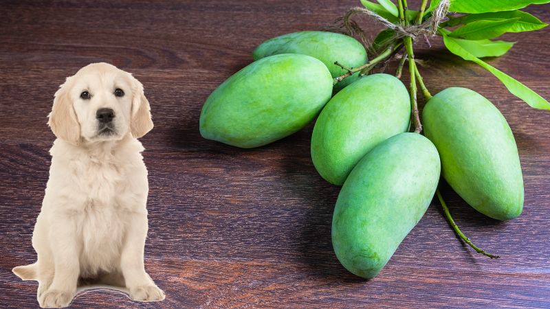 Can Dogs Eat Green Mango