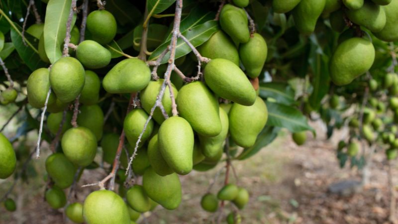 Can Dogs Eat Green Mango.