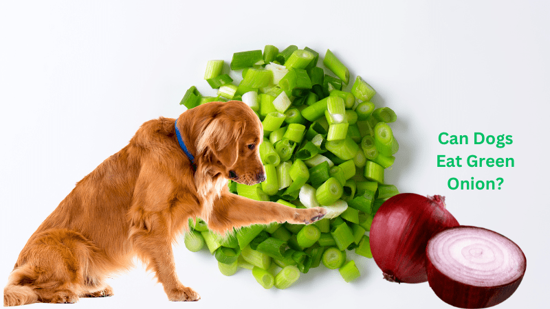 Can Dogs Eat Green Onion