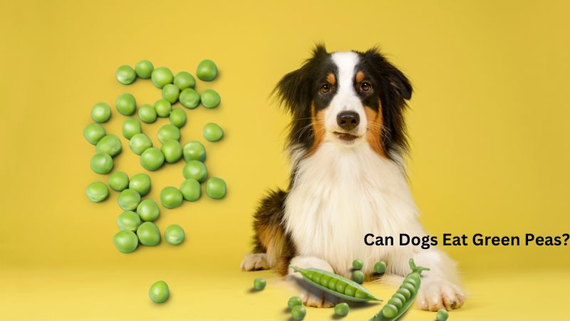 Can Dogs Eat Green Peas?What You Need to Know