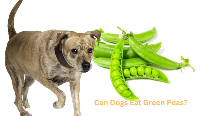 Can Dogs Eat Green Peas 