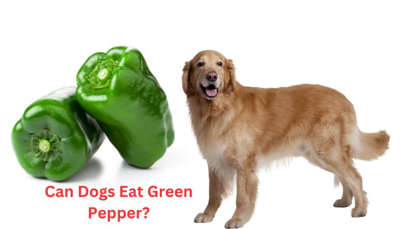 Can Dogs Eat Green Pepper