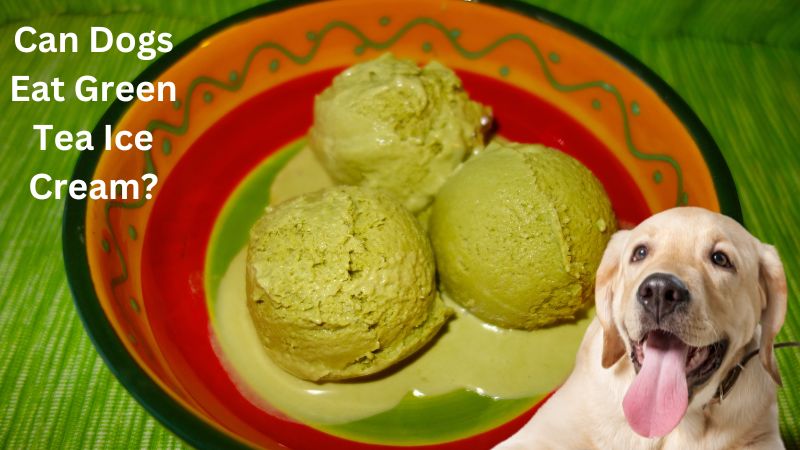 Can Dogs Eat Green Tea Ice Cream?What You Need to Know