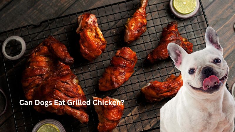 Can Dogs Eat Grilled Chicken