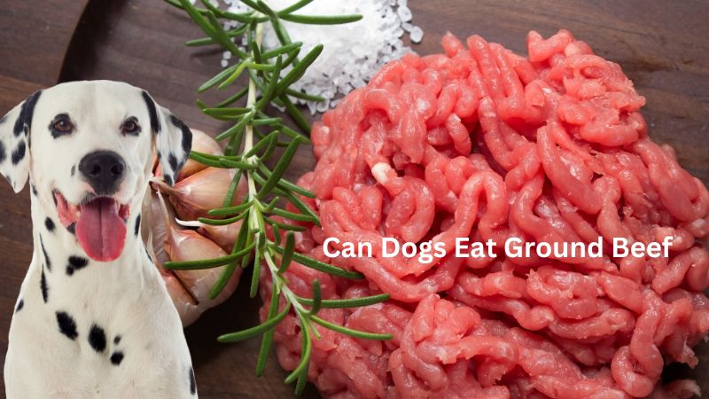 Can Dogs Eat Ground Beef