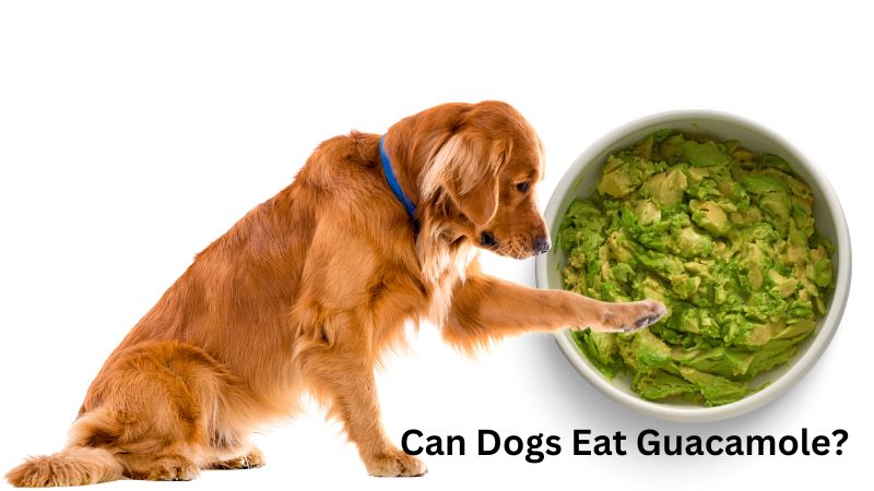 Can Dogs Eat Guacamole