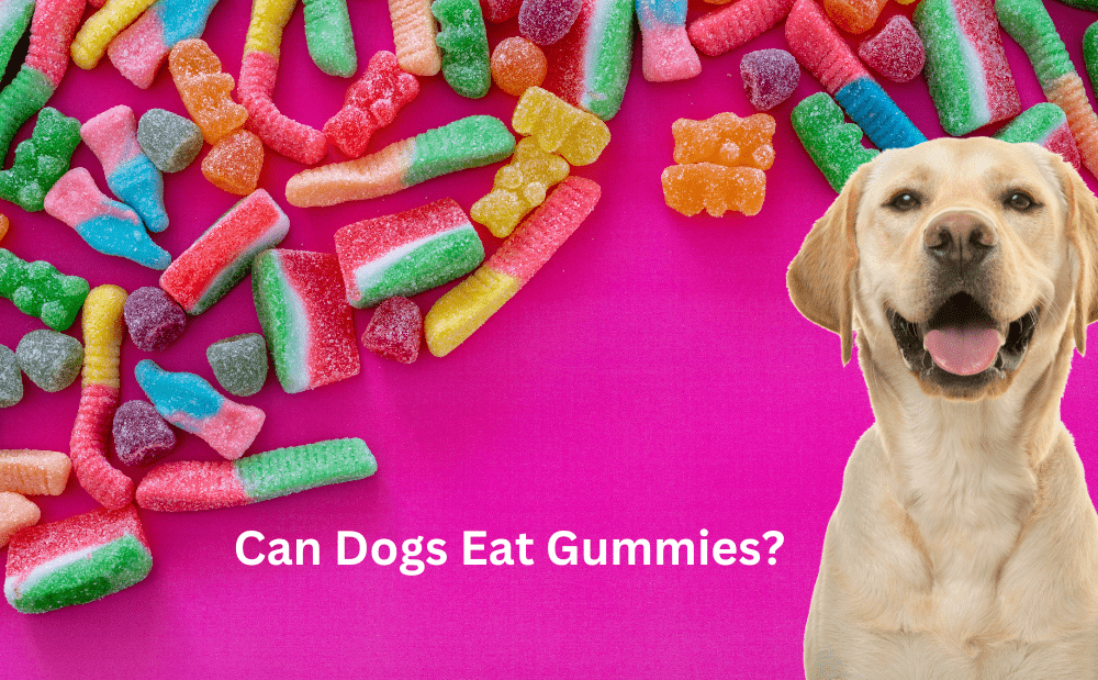 Can Dogs Eat Gummies?What You Need to Know