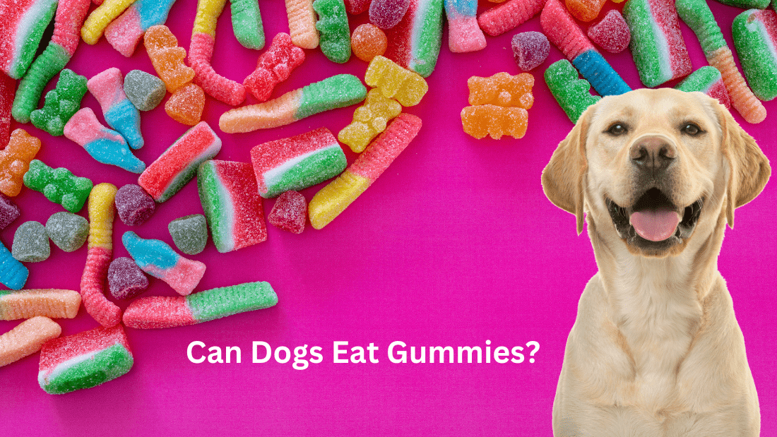 Can Dogs Eat Gummies? Benifits And Risk Doggie Food Items