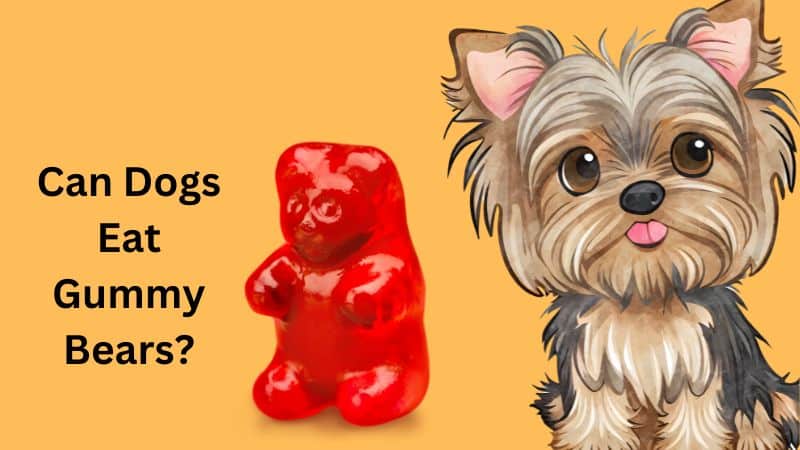 Can Dogs Eat Gummy Bears?What You Need to Know
