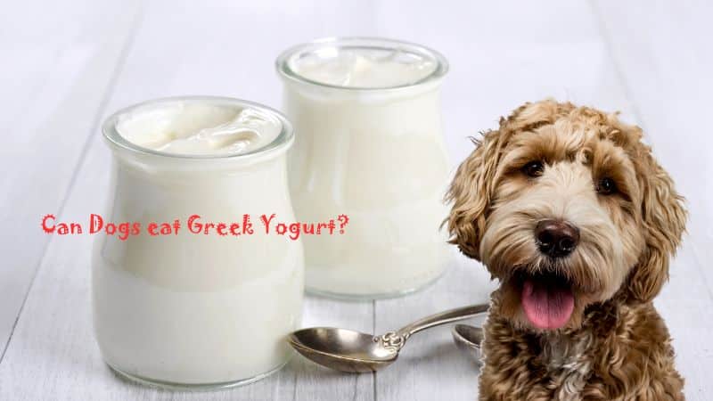 Can Dogs eat Greek Yogurt
