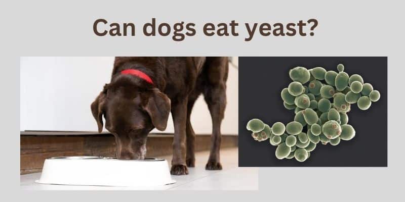 Dogs eat yeast