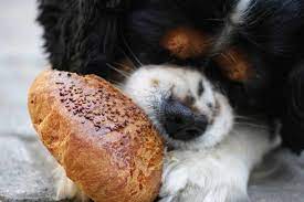 Dogs eat yeast