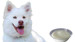 Dogs eat yogurt
