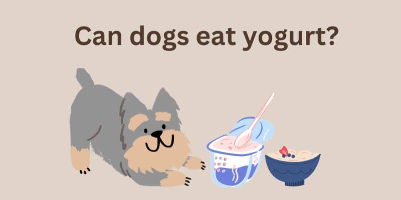 Dogs eat yogurt