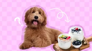 Dogs eat yogurt