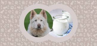 Dogs eat yogurt