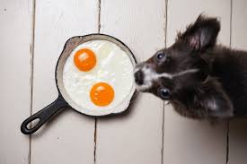 Dogs eat yolk