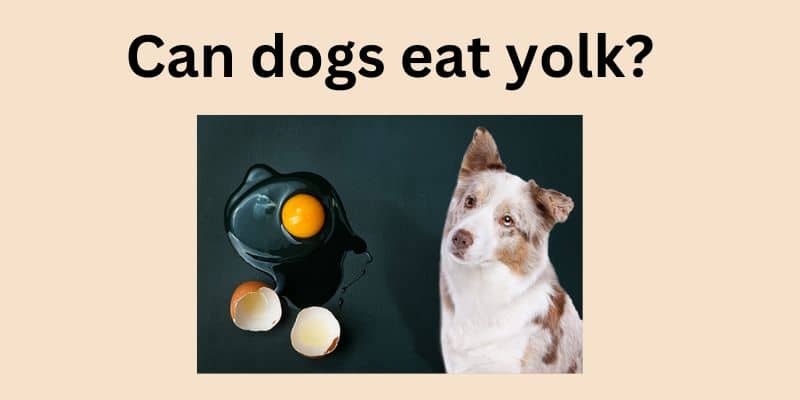 Can dogs eat yolk?