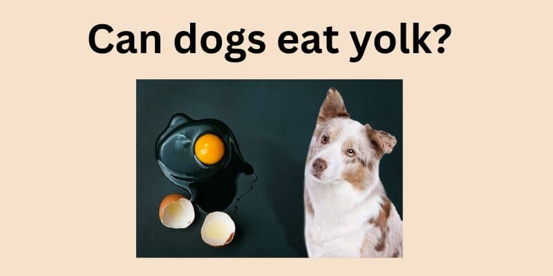 Can dogs eat yolk?A Vet Explains