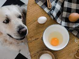 Dogs eat yolk