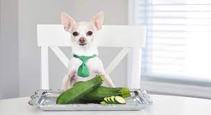 dogs eat cooked zucchini