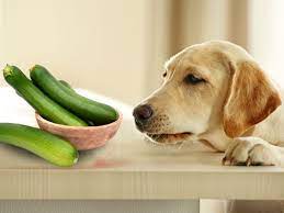 dogs eat cooked zucchini