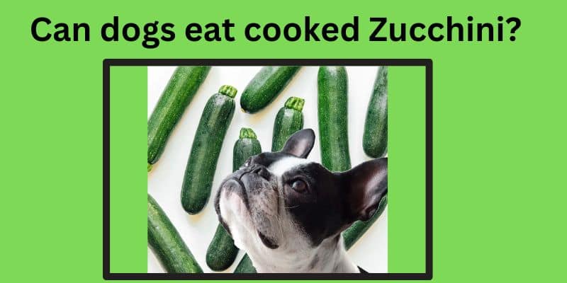 Can dogs eat cooked Zucchini?4 Benefits of Zucchini for Dogs