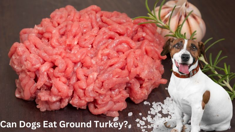 Can Dogs Eat Ground Turkey?