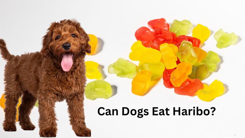 Can Dogs Eat Haribo?