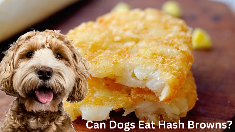 Can Dogs Eat Hash Browns-