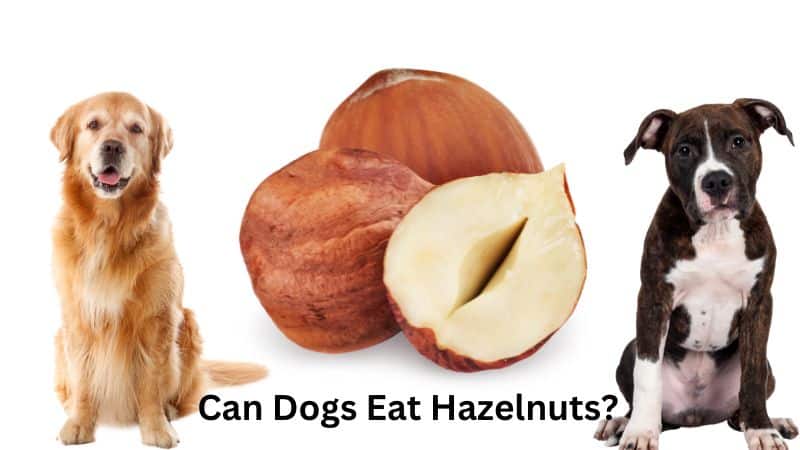 Can Dogs Eat Hazelnuts?Safe and Bad Nuts For Your Dog